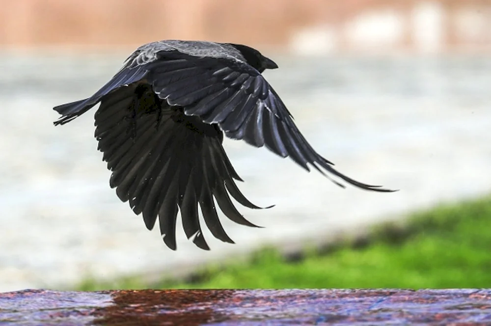 Corvus Krähe