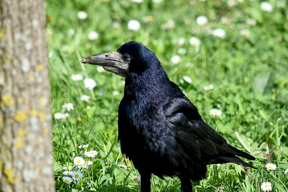 Krähe