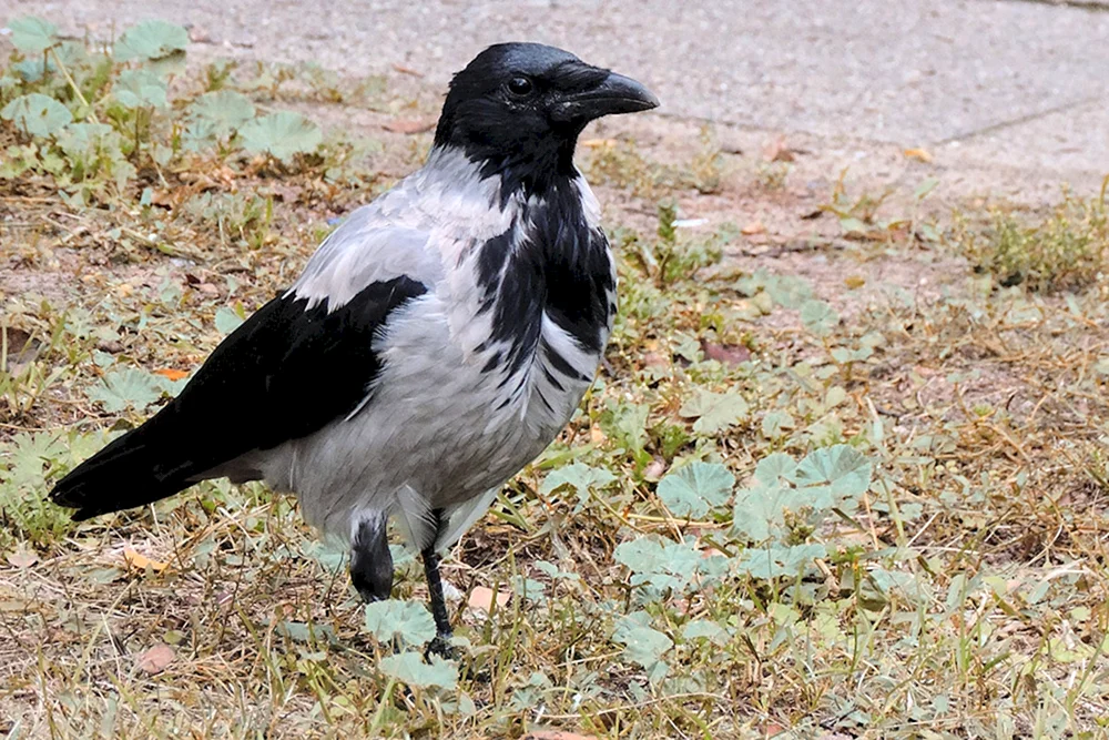 Die Elster ist ein weißseitiger Vogel
