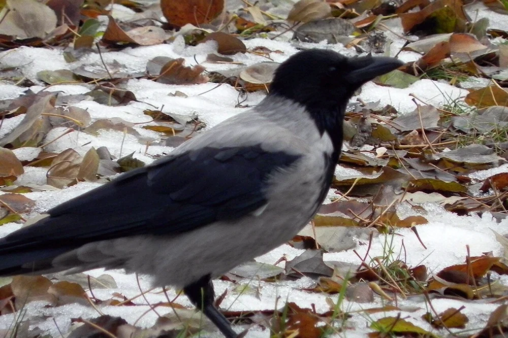Graue Krähe Galca und Rook