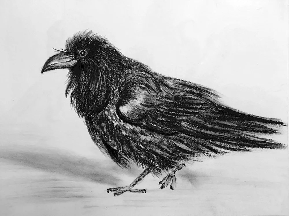Vogel Zeichnung