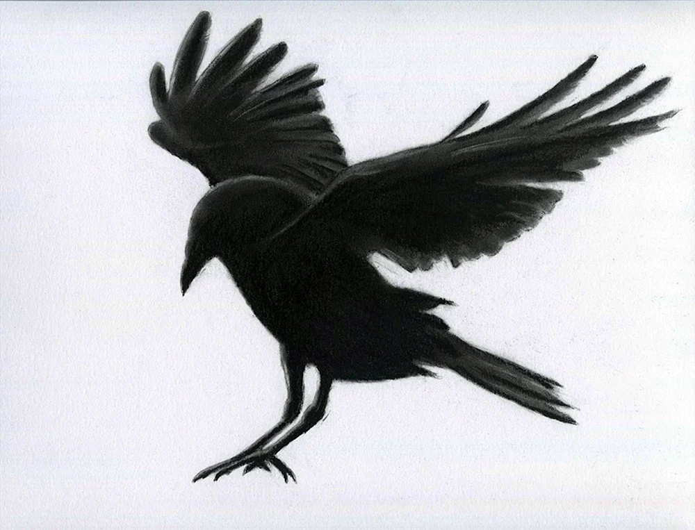 Vogel Skizzen