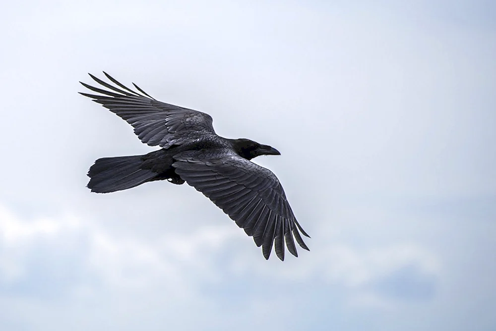 Der Rabe im Flug
