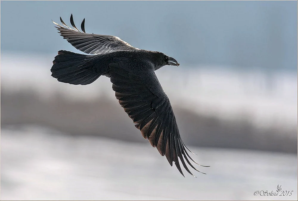 Rabe im Flug
