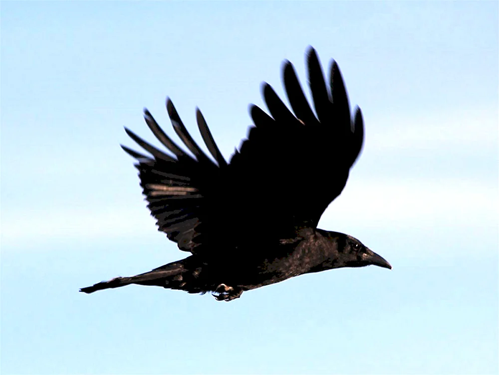 Krähe im Flug