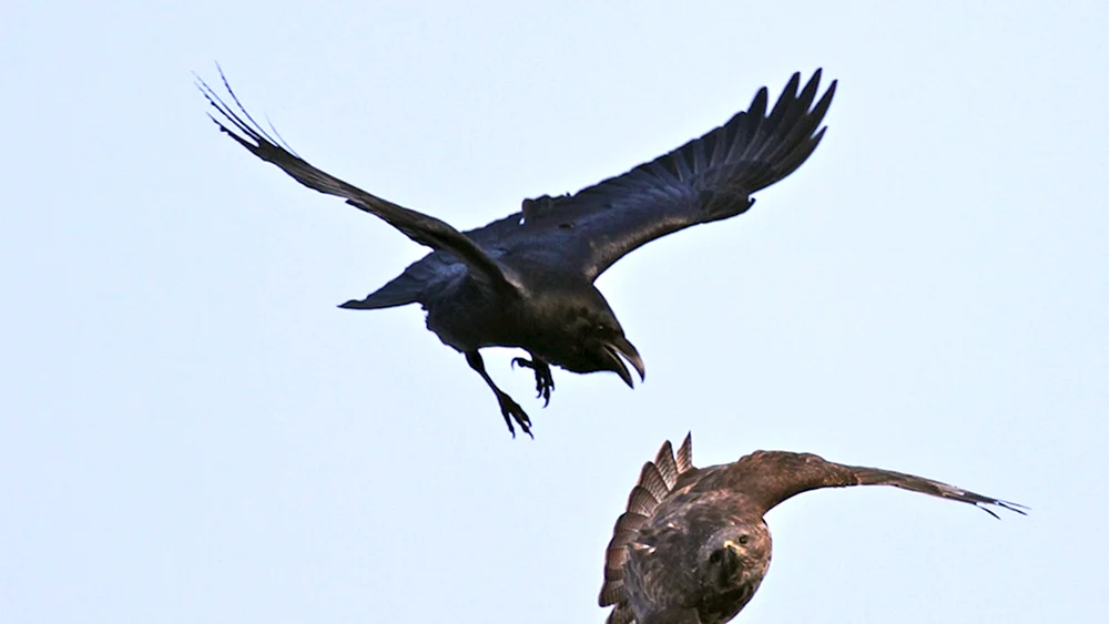 Krähe im Flug