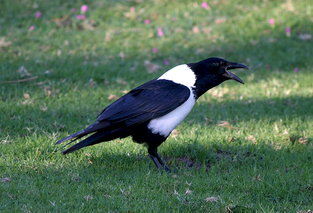 Graue Krähe Nistvogel