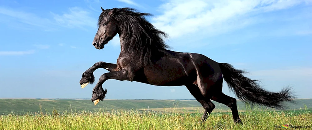 Pferd auf den Hüften