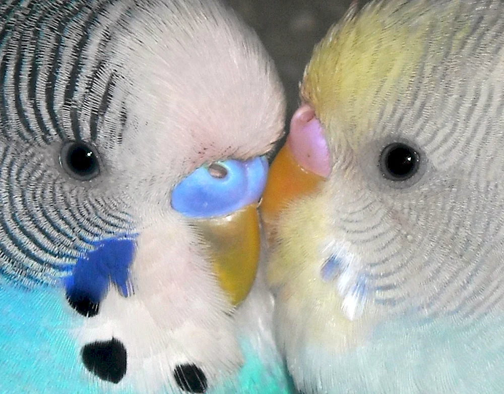 Wachspapageienweibchen Papagei