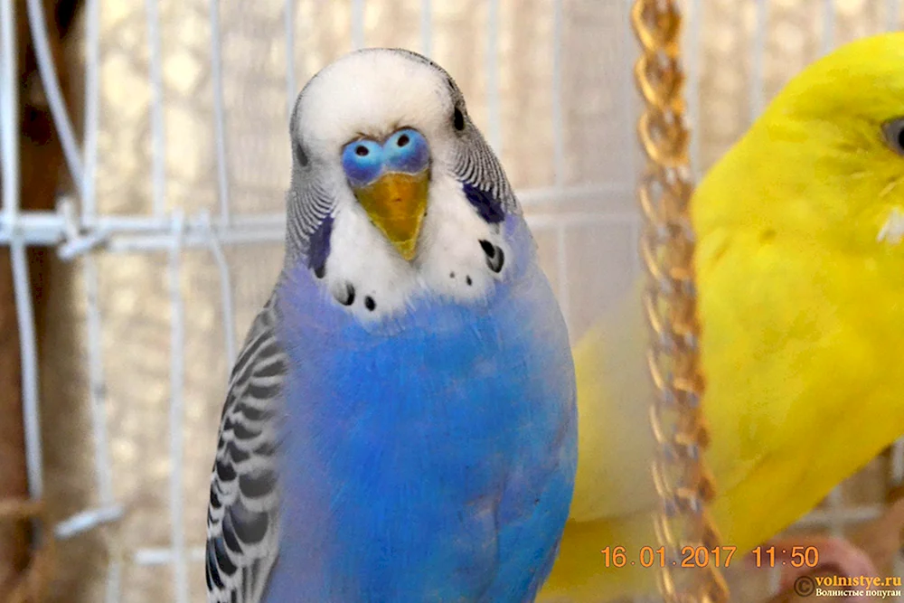 Harlekinwellenpapagei