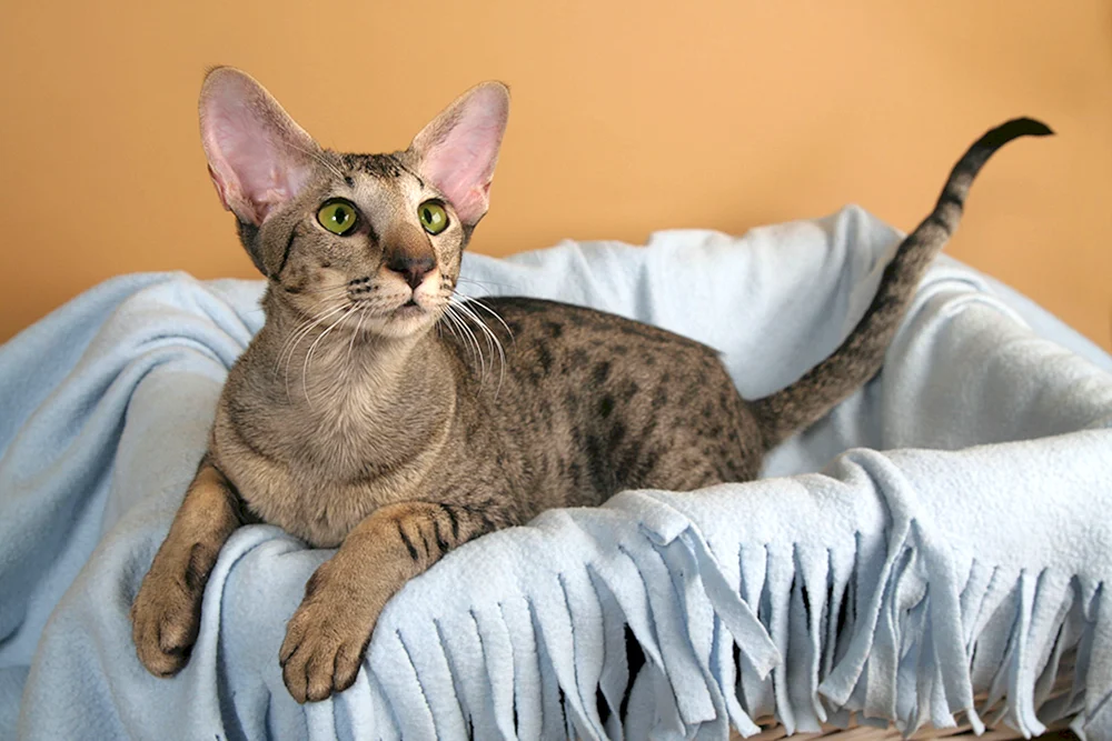Orientalische Katzen