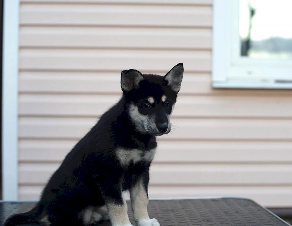 West Sibirischer Husky Welpen