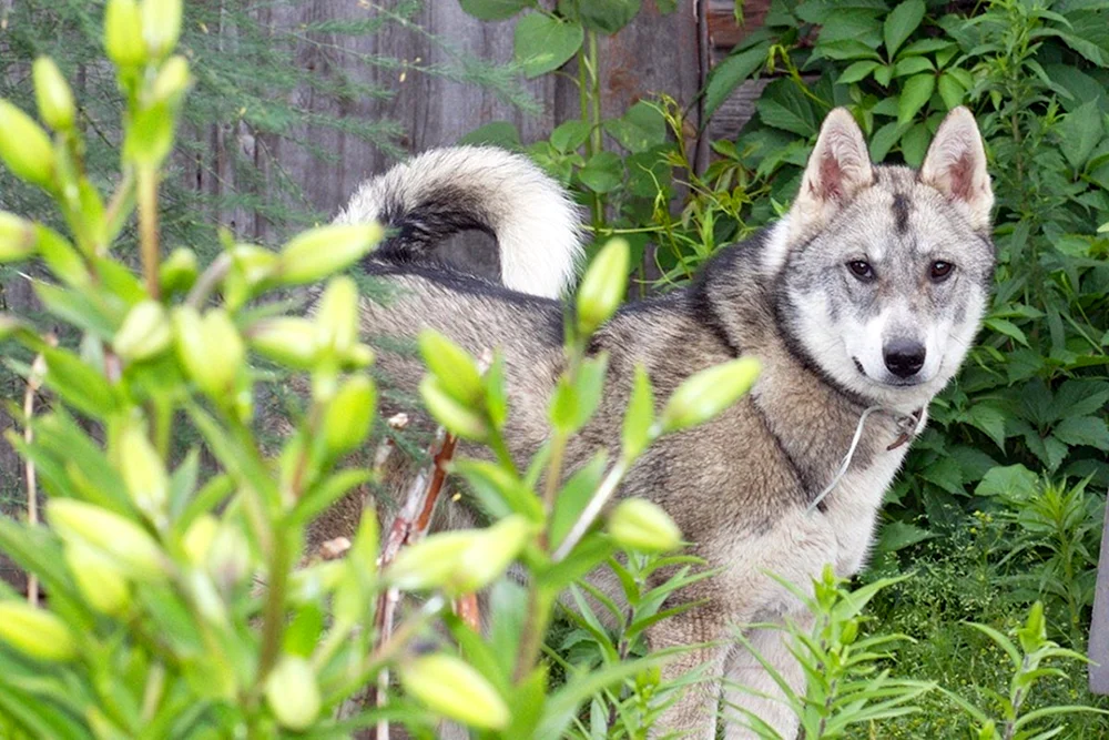 Ost Sibirischer Husky