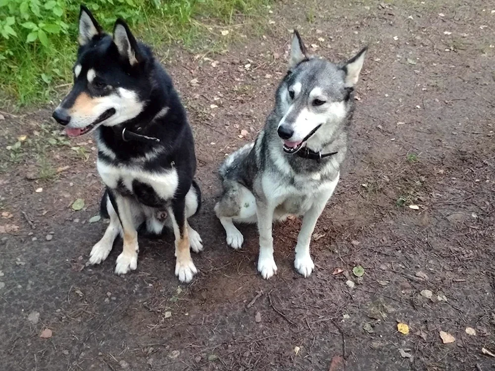 Ost Sibirischer Husky