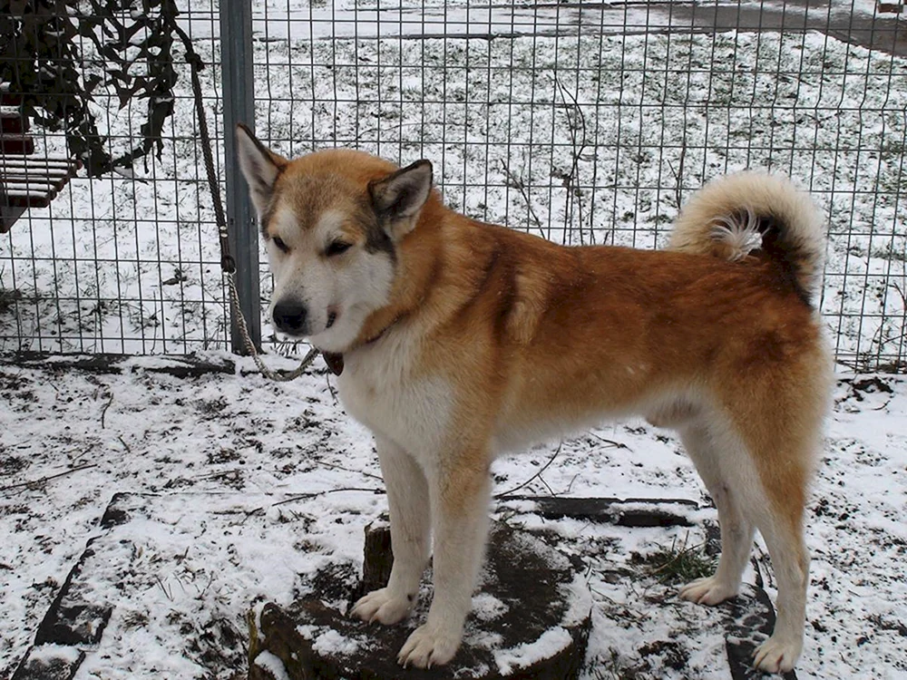 Ost Sibirischer Husky