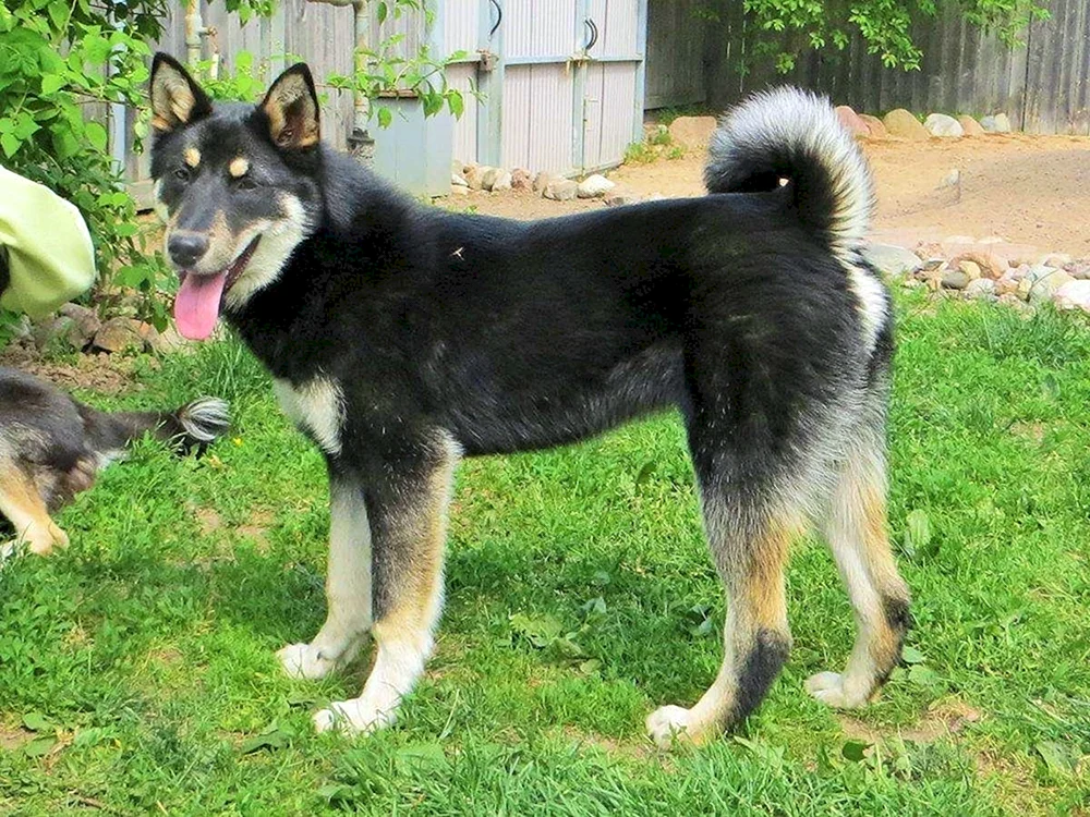 Norwegischer Husky bayund