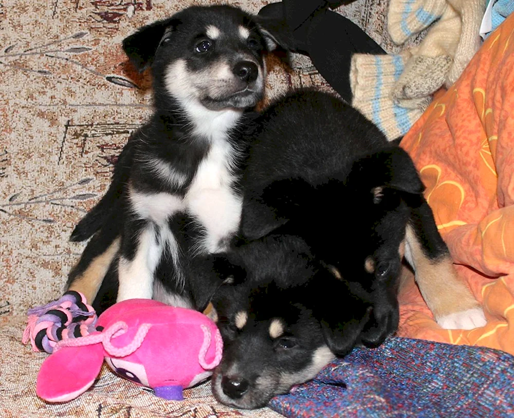 Ost Sibirischer Husky