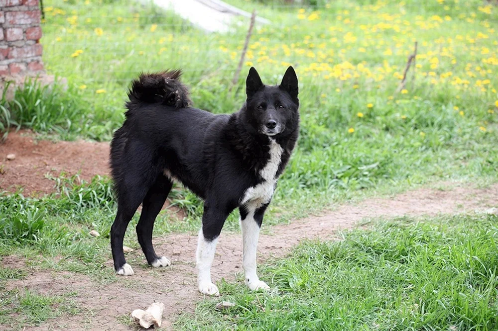 Osteuropäischer Schlittenhund