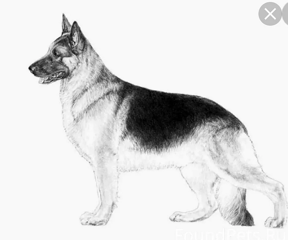Vosto-o Europäischer Schäferhund