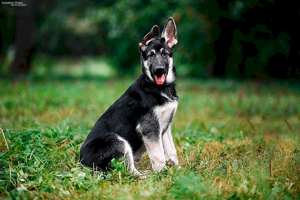 Osteuropäischer Schäferhund