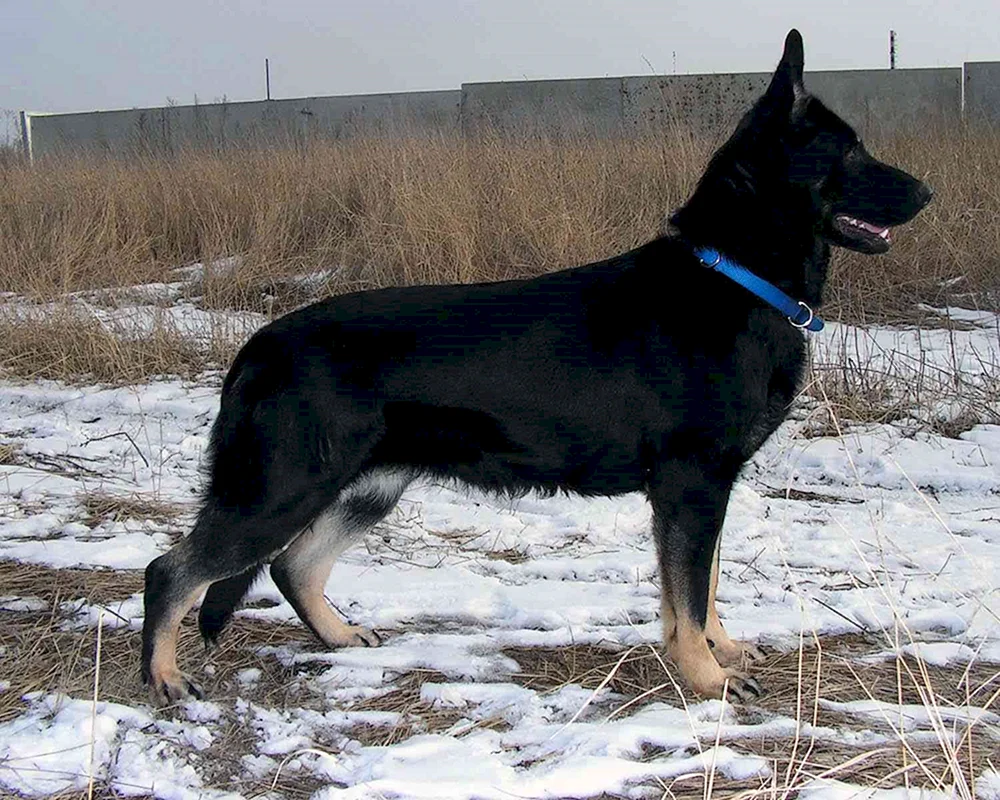 Osteuropäischer Schäferhund