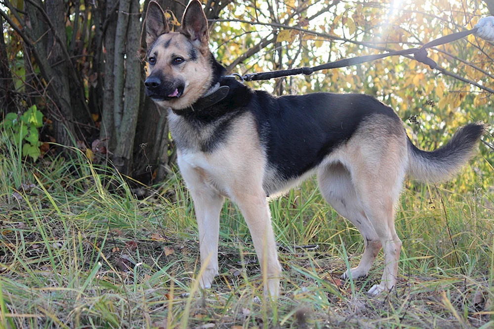 Osteuropäischer Schäferhund Europäischer Schäferhund