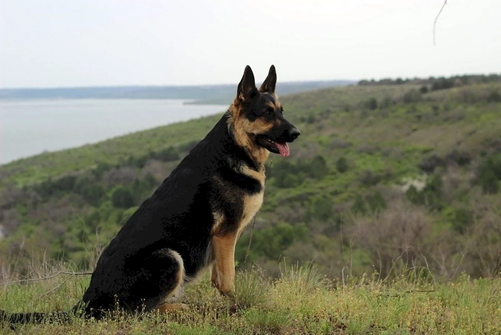 Osteuropäischer Schäferhund Schwarz