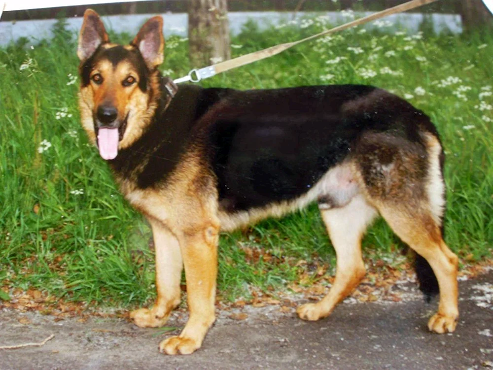 Osteuropäischer Schäferhund. Osteuropäischer Hirtenhund Hirtenhund Hirtenhund Hirtenhund Hirtenhund Hirtenhund Hirtenhund Hirtenhund Hirtenhund Hirtenhund Hirtenhund Hirtenhund Hirtenhund Hirtenhund Hirtenhund
