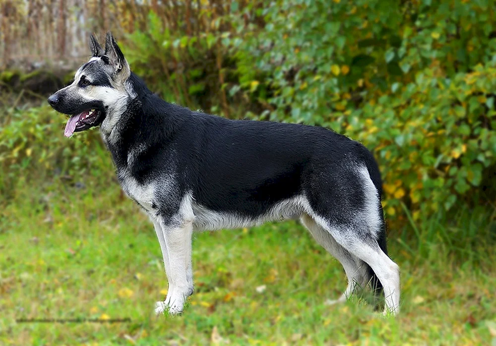 Osteuropäischer Schäferhund Schwarz