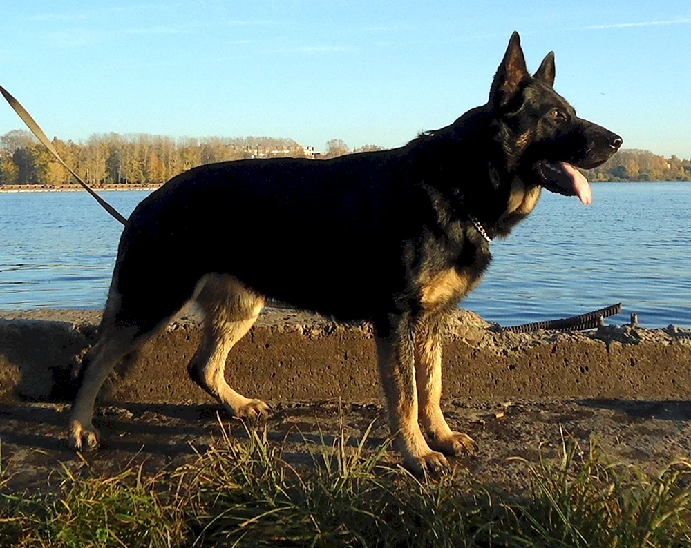 Osteuropäischer Schäferhund Schwarz Farbe