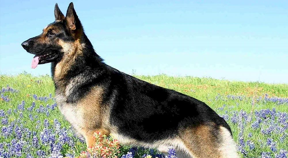 Osteuropäischer Schäferhund Czeprak