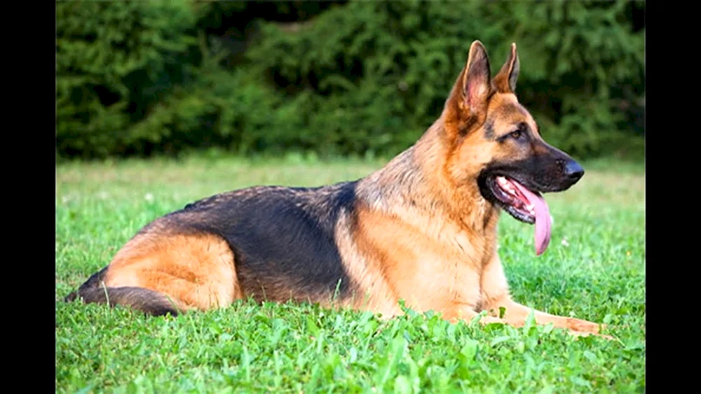 Cheprak Deutscher Schäferhund