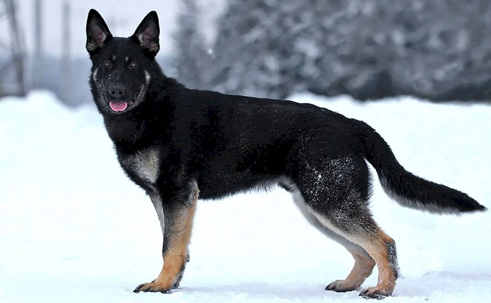 Deutscher Schäferhund RKF