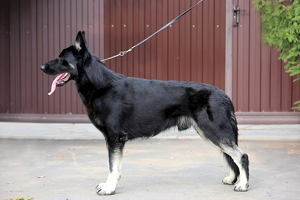 Östlicher Europäischer Schäferhund Schwarz Europäischer Schäferhund Schwarz
