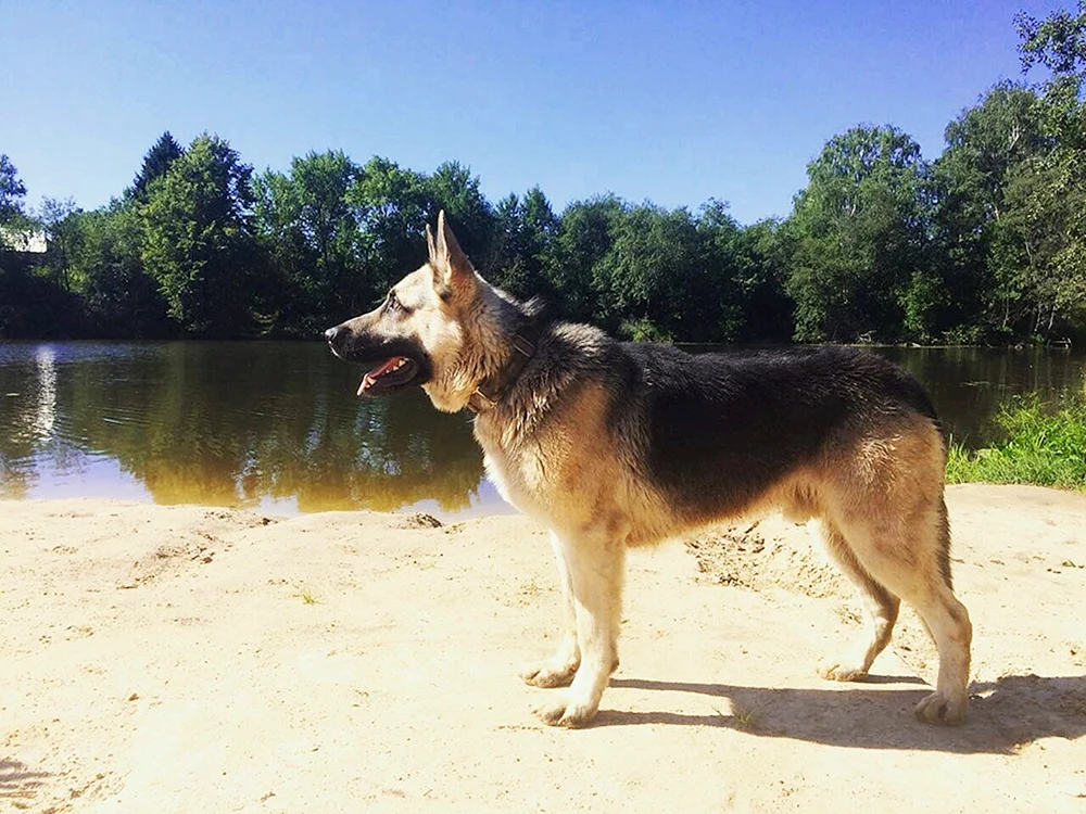 Picardianischer Schäferhund Rot.