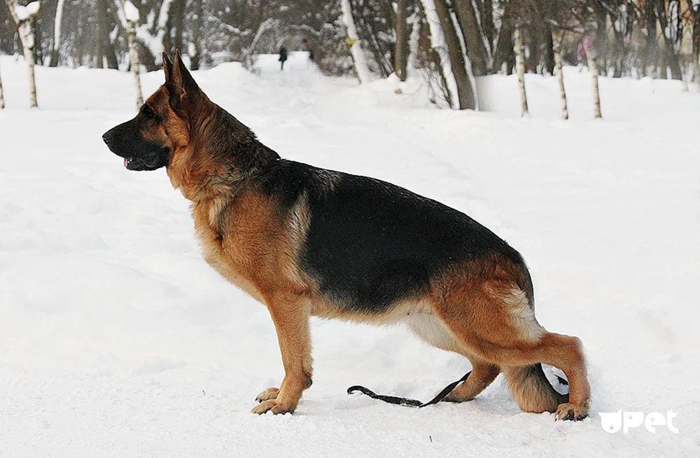 Osteuropäischer Schäferhund cheprach