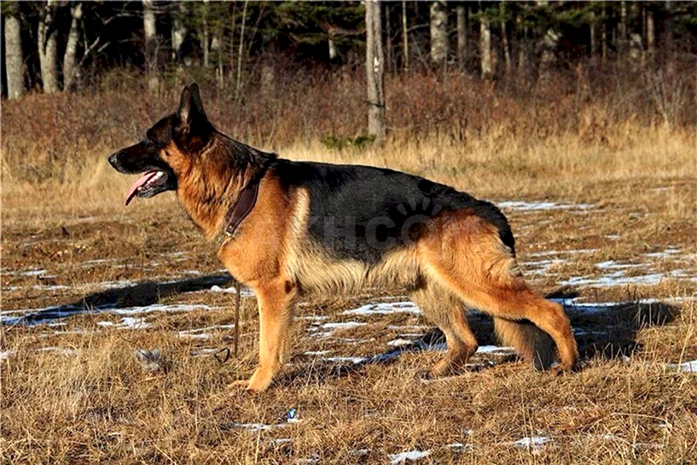 Osteuropäischer Schäferhund cheprach