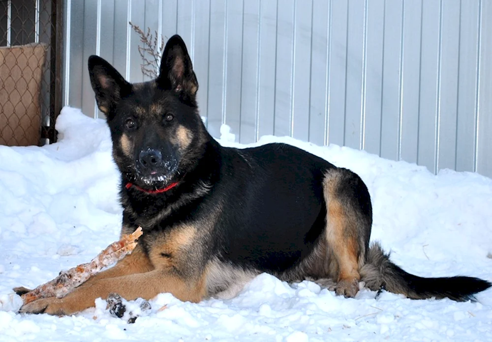 Ost Europäischer Schäferhund Welpe
