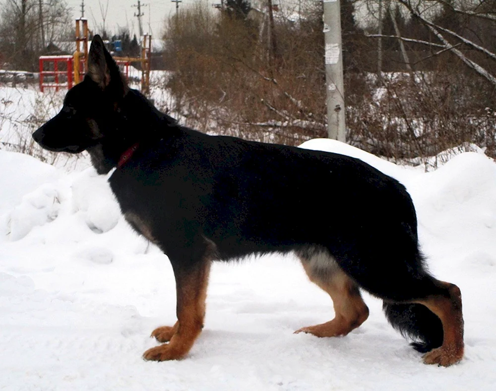 Cheprak Deutscher Schäferhund Hund Welpe