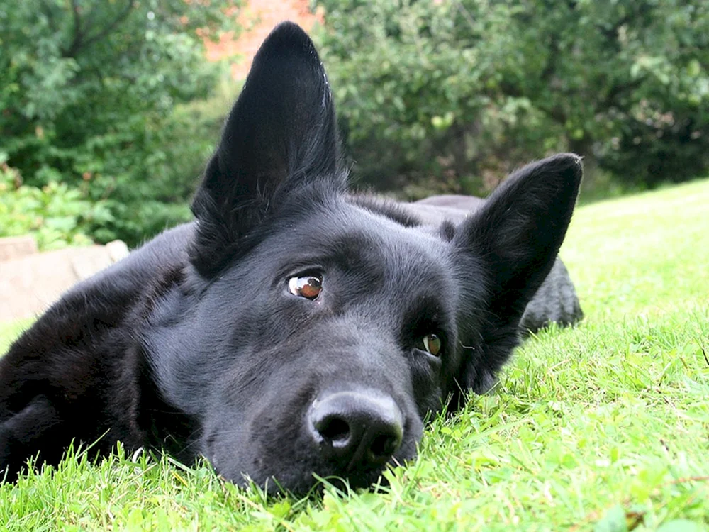 Labrador Schwarz