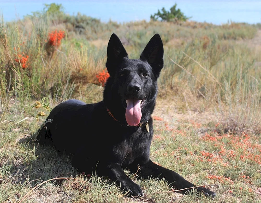 Europäischer Schäferhund Schwarz