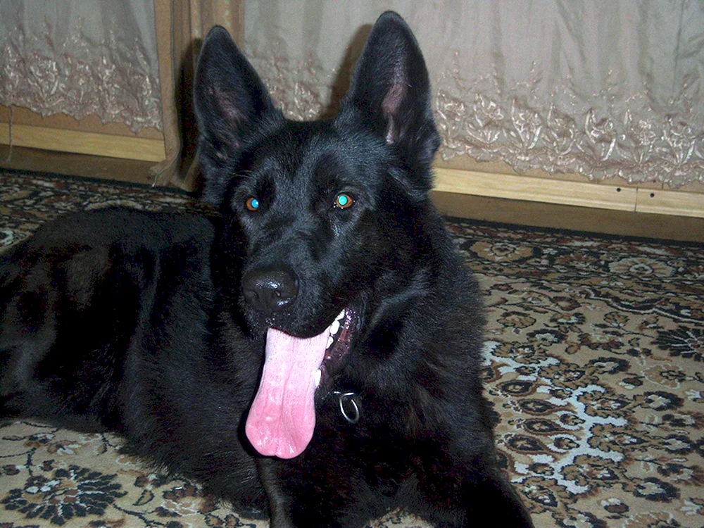 Osteuropäischer Schäferhund Schwarz