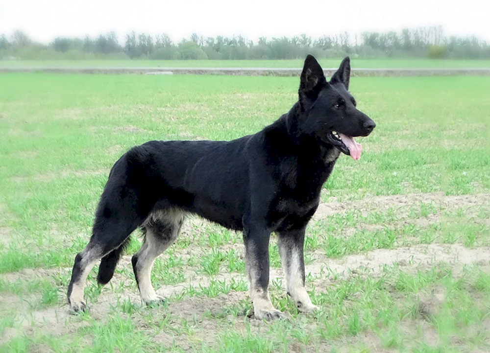 Osteuropäischer Schäferhund Schwarz Welpen