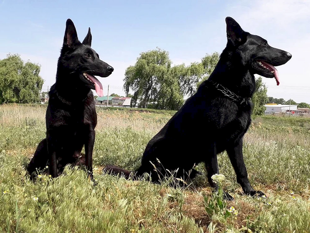 Osteuropäischer Schäferhund Schwarz Europäischer Schäferhund Schwarz