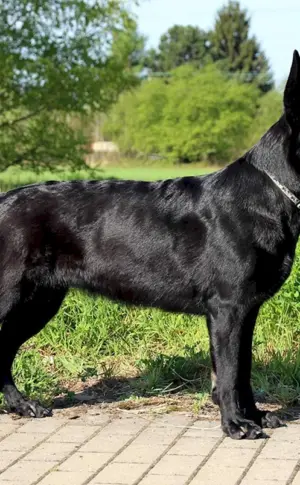 Europäischer Schäferhund Schwarz