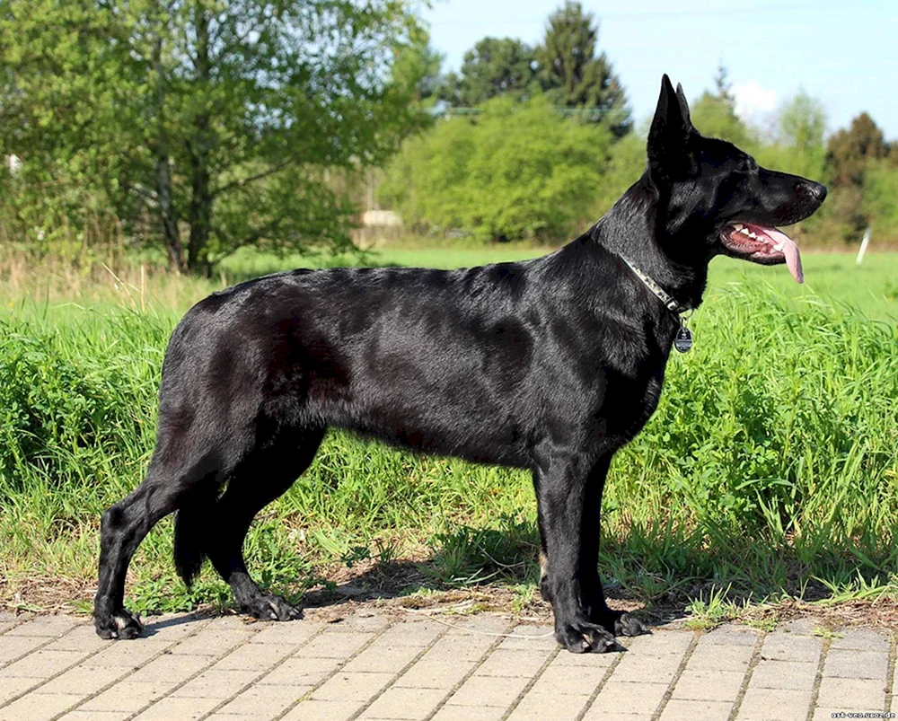 Europäischer Schäferhund Schwarz
