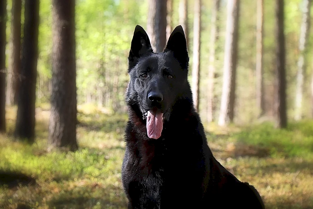 Östlicher Europäischer Schäferhund Schwarz Europäischer Schäferhund Schwarz Kurzhaar