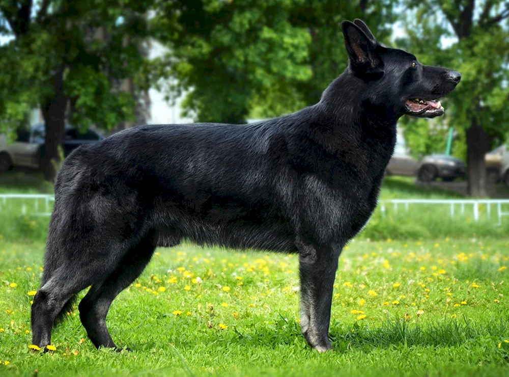 VEO Schäferhund Schwarz