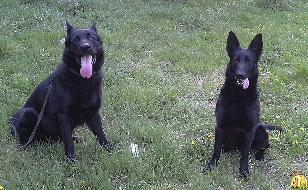 Östlicher Europäischer Schäferhund Schwarz