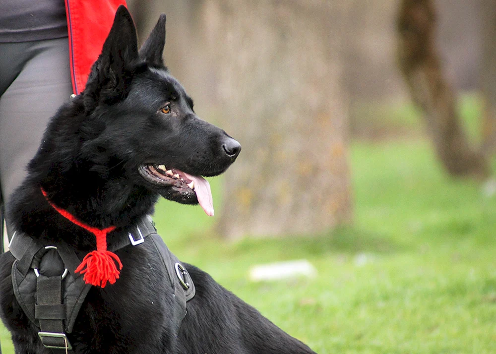 Östlicher Europäischer Schäferhund Schwarz